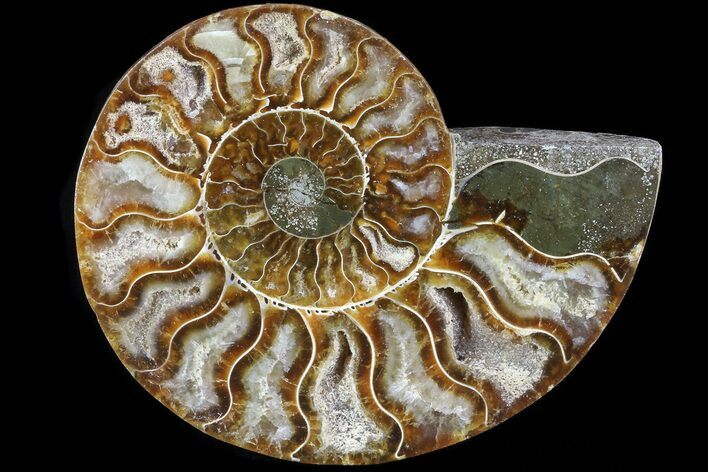 Agatized Ammonite Fossil (Half) - Madagascar #83785